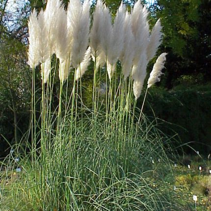 Cortaderia selloana