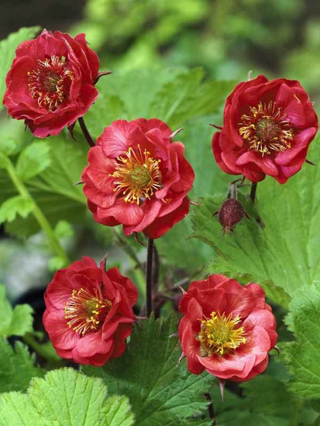 GEUM FLAMES OF PASSION