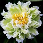 Green Lotus