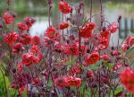 GEUM FLAMES OF PASSION