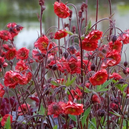 GEUM FLAMES OF PASSION