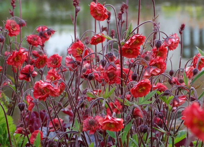 GEUM FLAMES OF PASSION