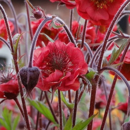 GEUM FLAMES OF PASSION
