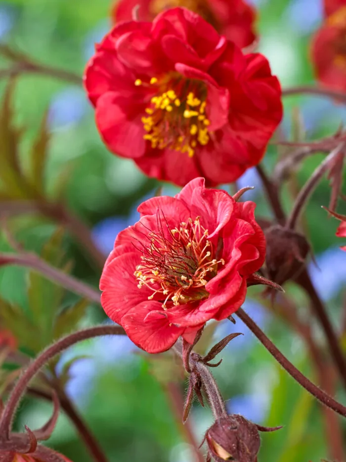 GEUM FLAMES OF PASSION