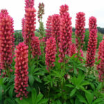 LUPINUS RED SHADES LEGEND.