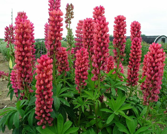 LUPINUS RED SHADES LEGEND.