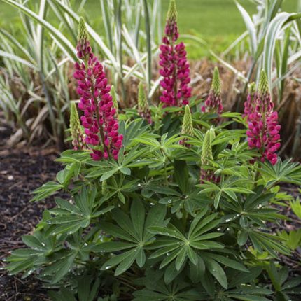 LUPINUS RED SHADES LEGEND.