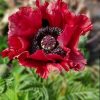 PAPAVER RED RUMBLE