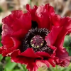 PAPAVER RED RUMBLE