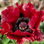 PAPAVER RED RUMBLE