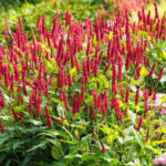 PERSICARIA AMPLEX. DARK RED