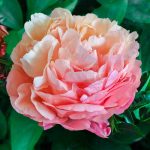 Bujor Pink Hawai Coral