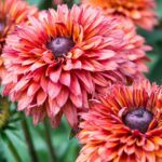 RUDBECKIA FLAMENCO DARK ORANGE