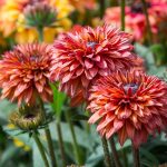 RUDBECKIA FLAMENCO DARK ORANGE - imagine 2
