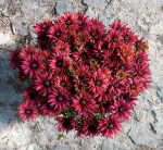 RUDBECKIA FLAMENCO TRUE RED - imagine 2