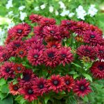 RUDBECKIA FLAMENCO TRUE RED