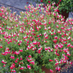 SALVIA LITTLE KISS
