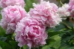 Bujor Sarah Bernhardt Select