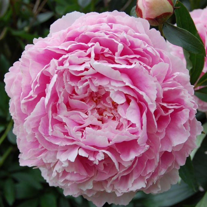 Bujor Sarah Bernhardt Select-livrarea din Octombrie-Noiembrie - imagine 2