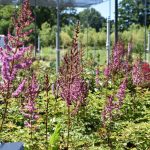 ASTILBE COLOR FLASH - imagine 2