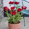 PAPAVER RED RUMBLE