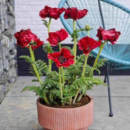 PAPAVER RED RUMBLE