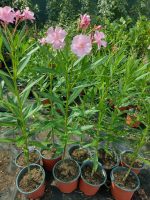 Leandru nr 142-Rose de Vents - imagine 3