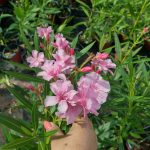 Leandru nr 142-Rose de Vents