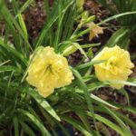 Hemerocallis Cabbage Flower -pitic--parfumat - imagine 4