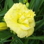 Hemerocallis Cabbage Flower