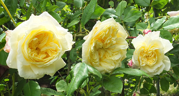 Trandafir Celine Forestier