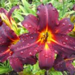Hemerocallis Chicago Black Out