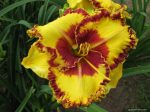 Hemerocallis Fashion Police
