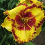 Hemerocallis Fashion Police