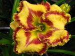 Hemerocallis Fashion Police - imagine 2