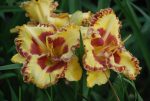 Hemerocallis Fashion Police - imagine 3