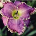 Hemerocallis Gayle Palmer