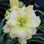 Hemerocallis Great White
