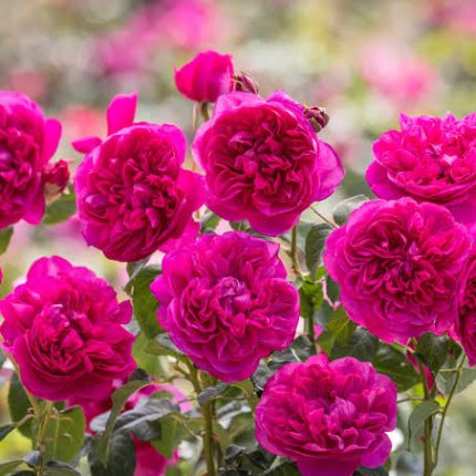 James L. Austin (Auspike) -