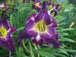 Hemerocallis Jerry Hyatt