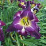 Hemerocallis Jerry Hyatt