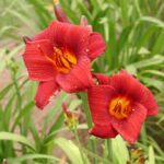 Hemerocallis Little Zinger-pitic