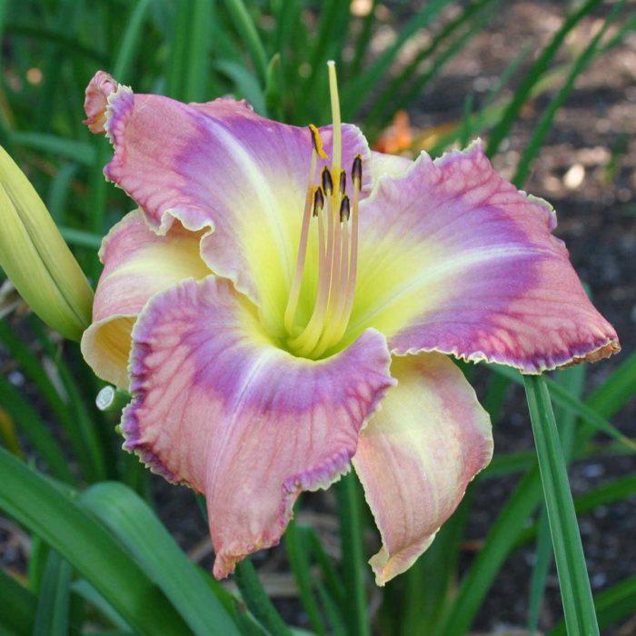 Hemerocallis Mildred Mitchell - imagine 2