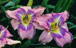 Hemerocallis Mildred Mitchell