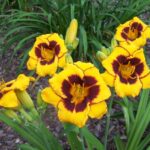 Hemerocallis Now and Zen