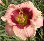 Hemerocallis Orchid Candy