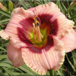 Hemerocallis Orchid Candy