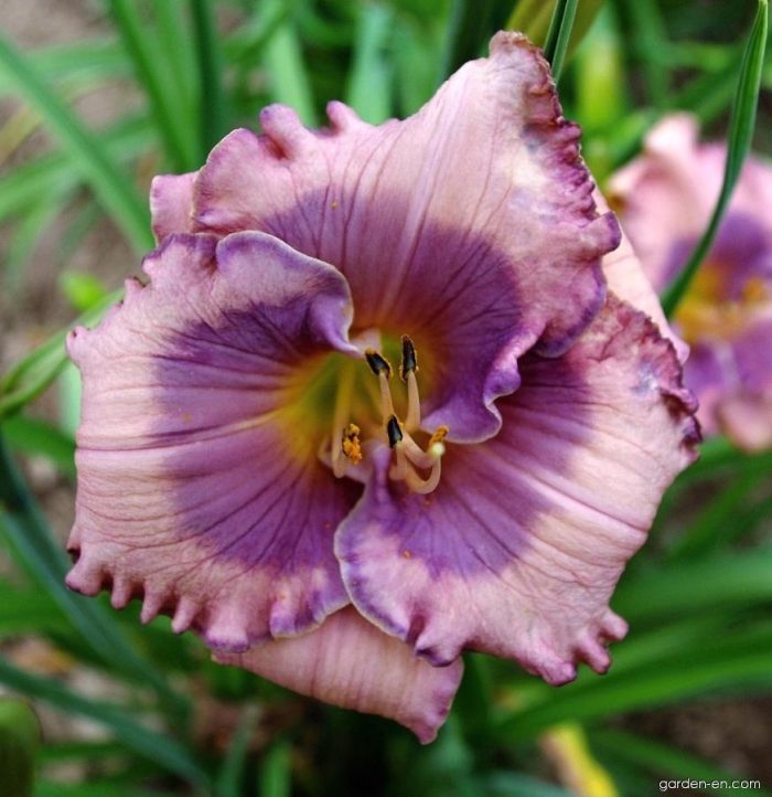 Hemerocallis Orchid Elegance - imagine 2