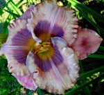 Hemerocallis Orchid Elegance