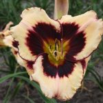 Hemerocallis Ossabaw Island
